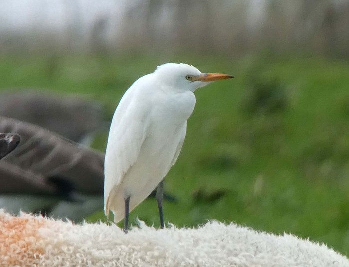 Cattle Egret