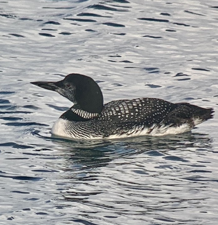 Great Northern Diver
