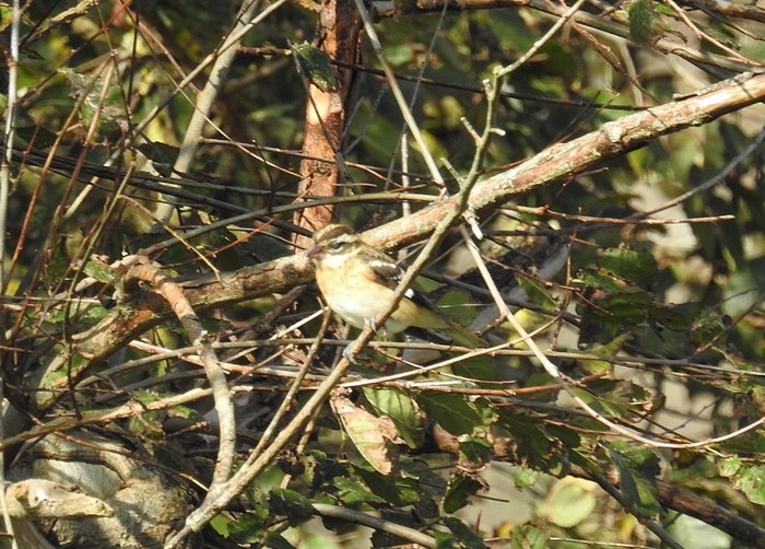 Rose-breasted Grosbeak