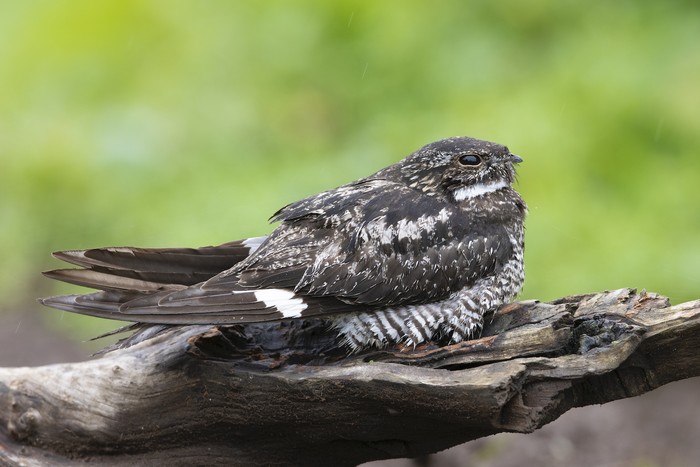 Common Nighthawk