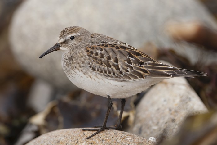 White-rumped Sandpiper