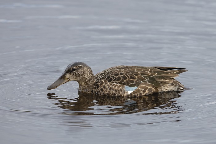 Blue-winged Teal