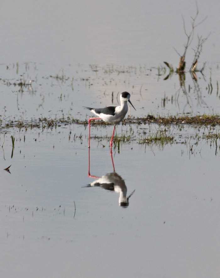 Black-winged Stilt