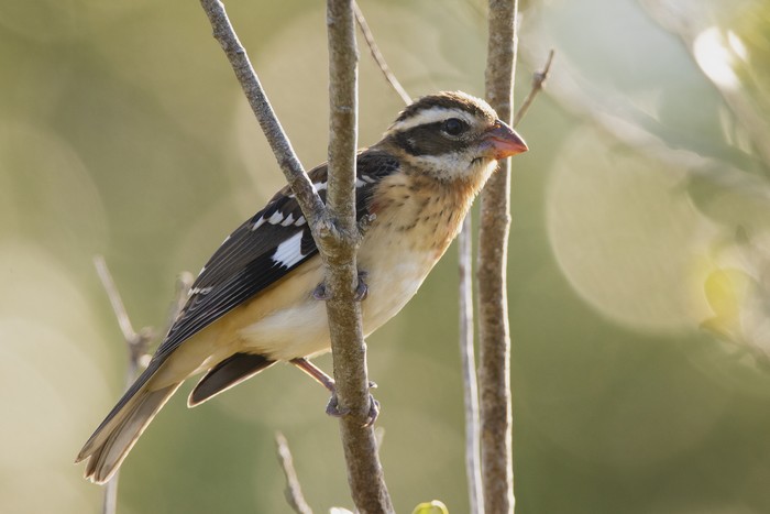 Rose-breasted Grosbeak
