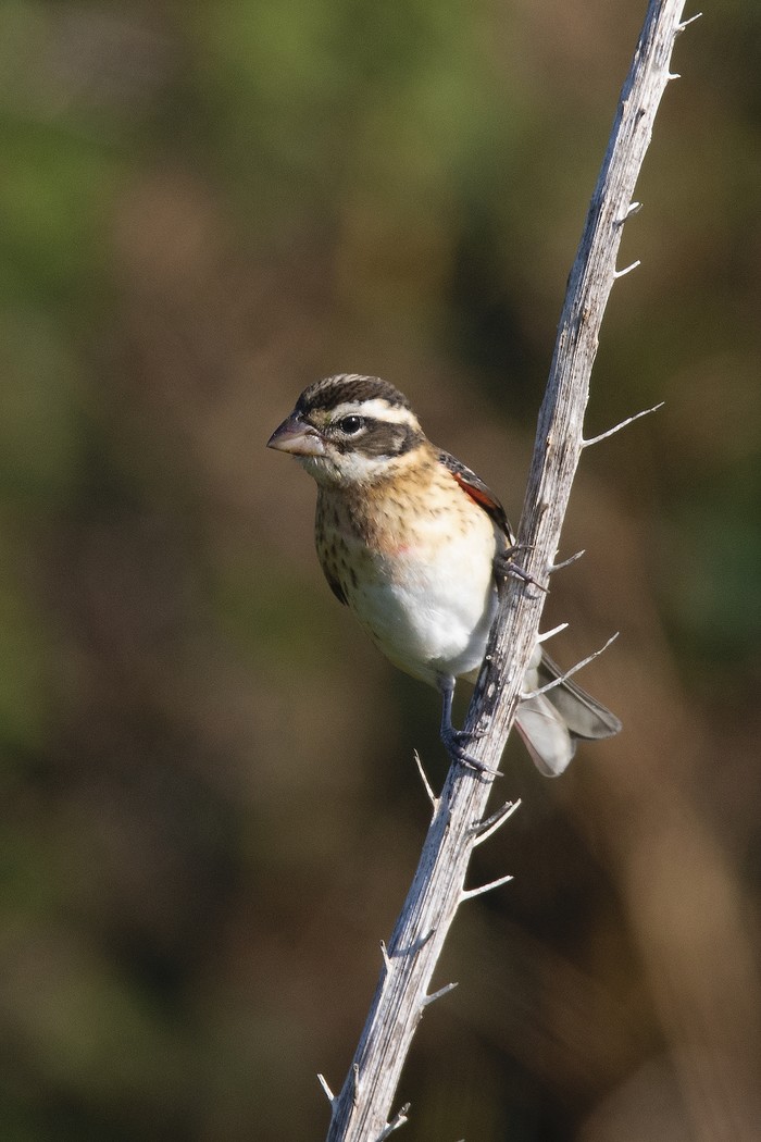 Rose-breasted Grosbeak