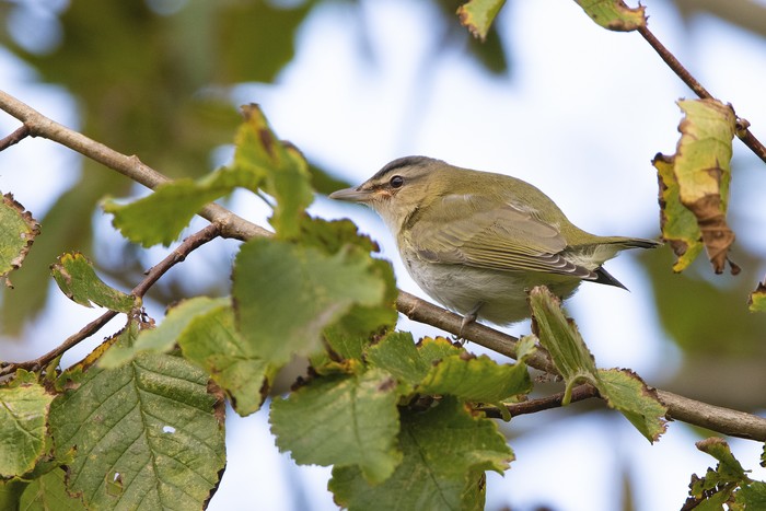 Red-eyed Vireo