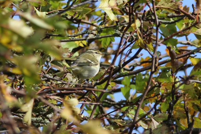 Yellow-browed Warbler