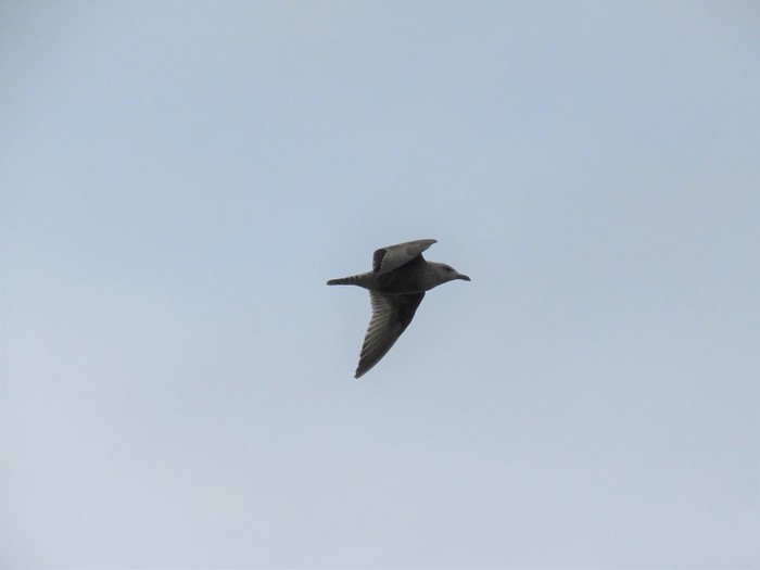 Herring Gull