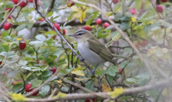 Red-eyed Vireo