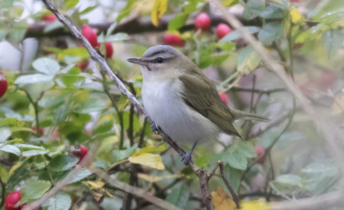 Red-eyed Vireo
