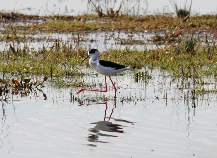 Black-winged Stilt