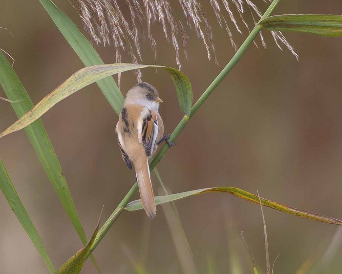 Bearded Tit
