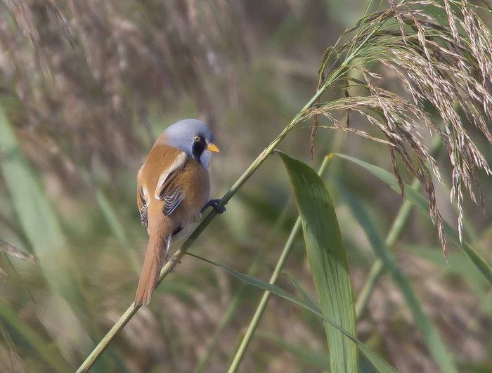Bearded Tit