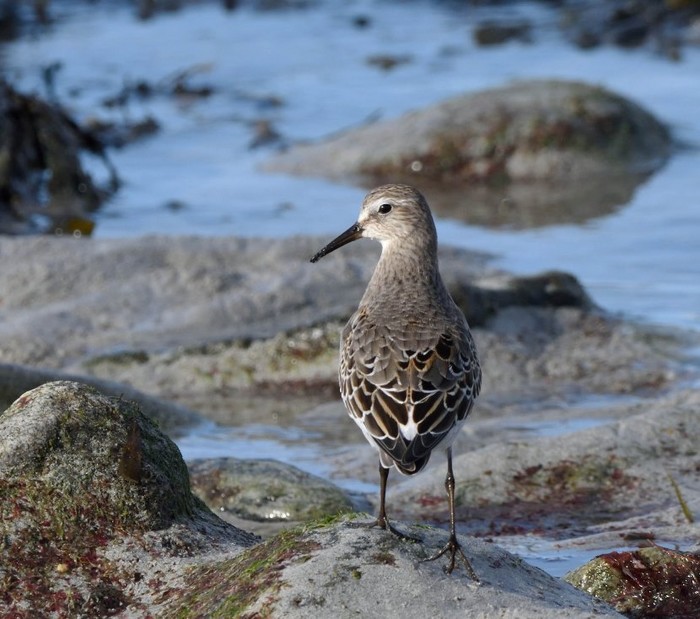 White-rumped Sandpiper