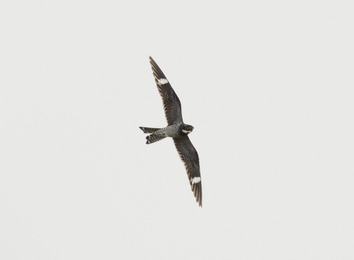 Common Nighthawk