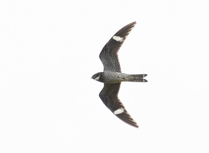 Common Nighthawk
