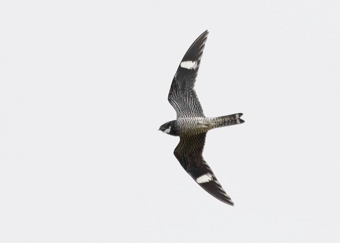 Common Nighthawk