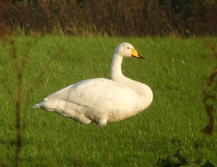 Whooper Swan