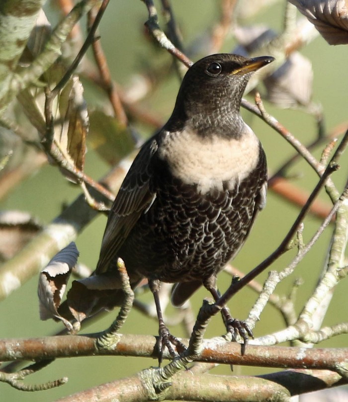 Ring Ouzel