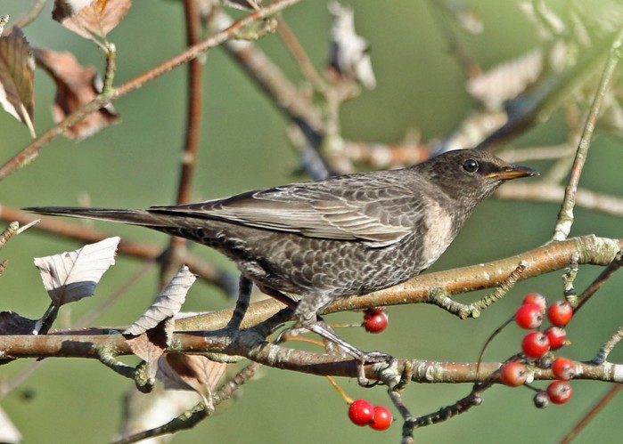 Ring Ouzel