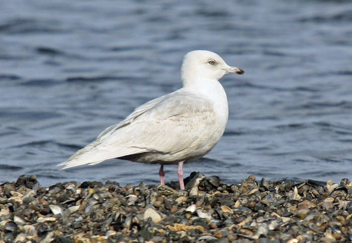 Iceland Gull