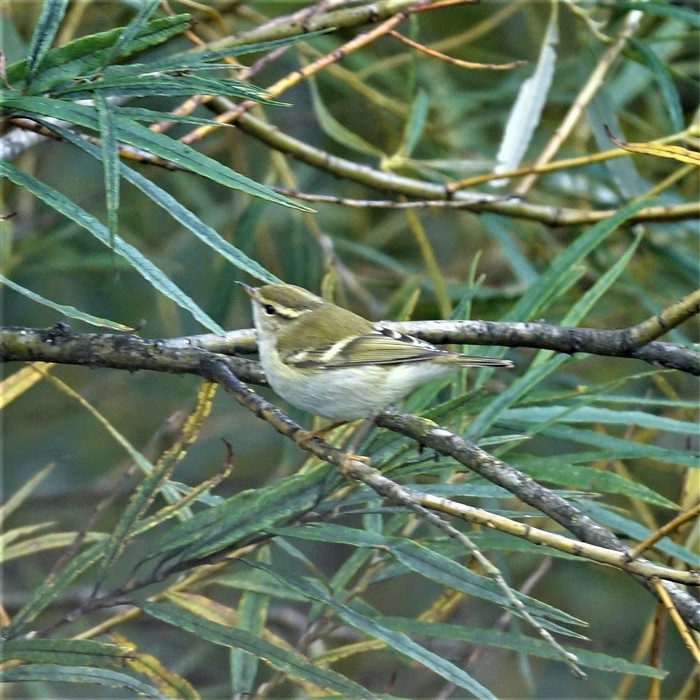 Yellow-browed Warbler
