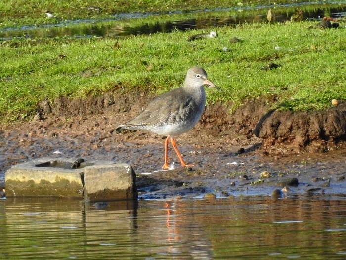 Redshank