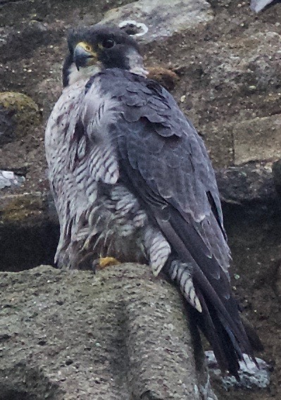 Peregrine