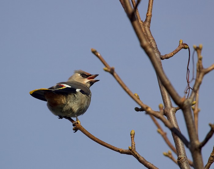 Waxwing