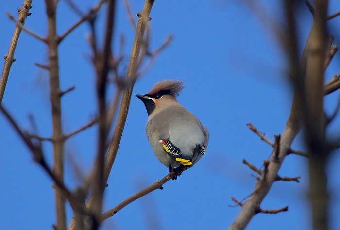 Waxwing