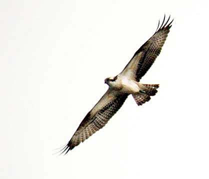 Osprey