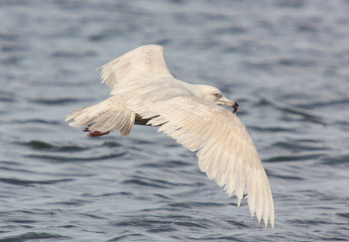 Iceland Gull