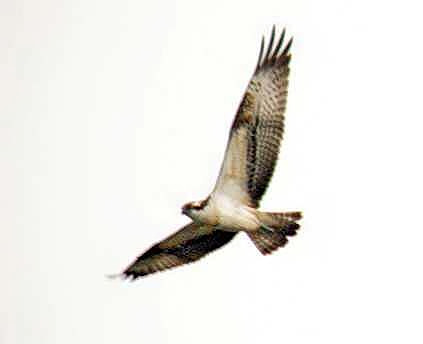 Osprey