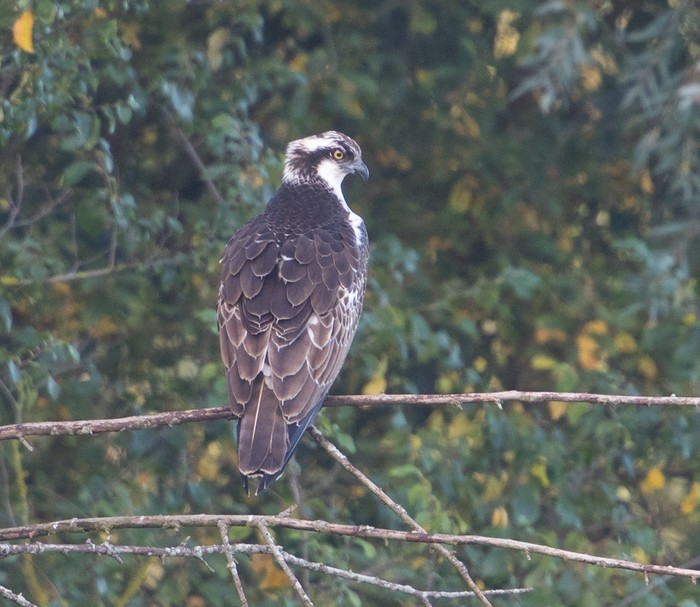 Osprey