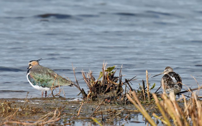 Long-billed Dowitcher