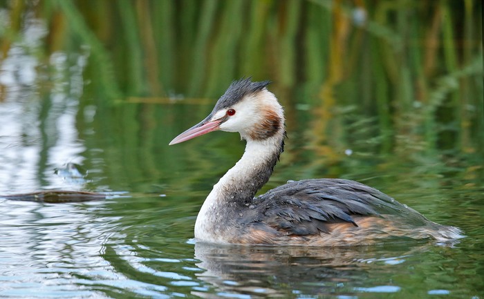 Great Crested Grebe