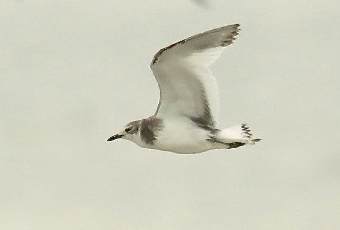 Sabine's Gull