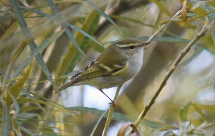 Yellow-browed Warbler