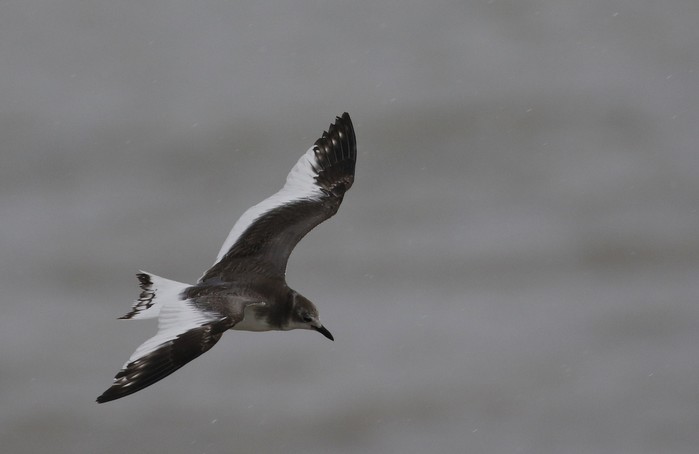 Sabine's Gull