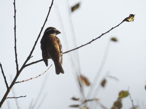 Rose-breasted Grosbeak