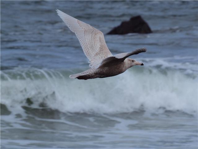 Glaucous Gull