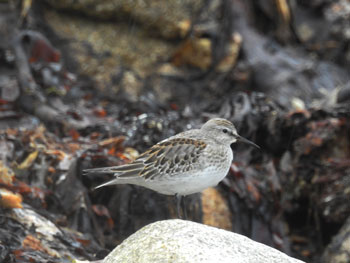 White-rumped Sandpiper