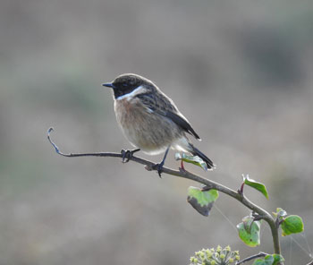 Stonechat