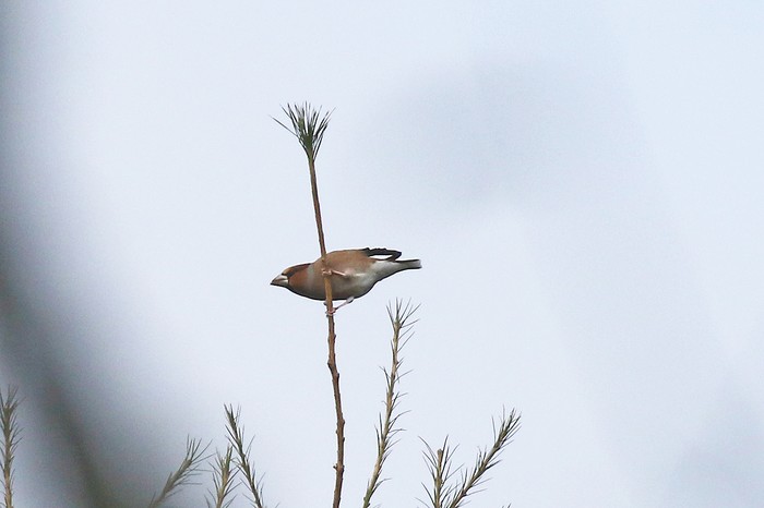 Hawfinch