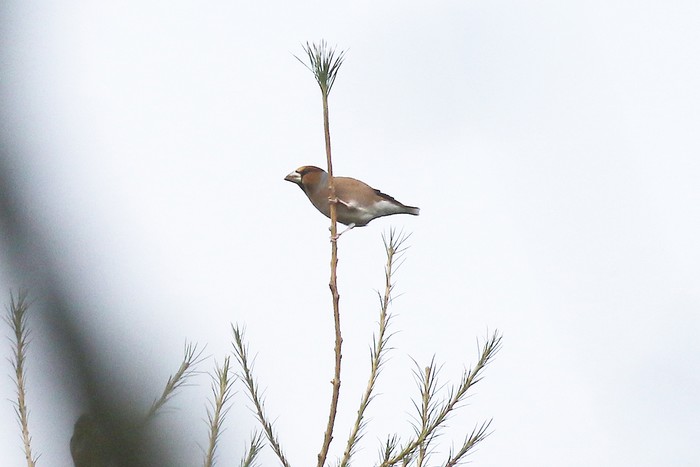 Hawfinch