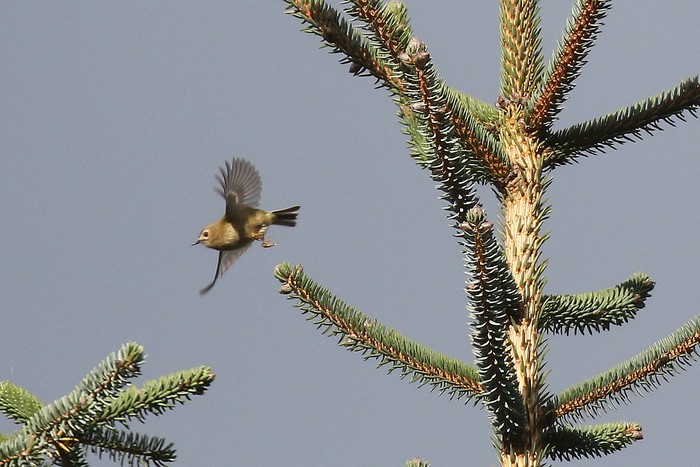 Goldcrest
