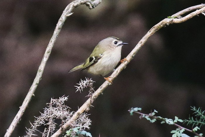 Goldcrest