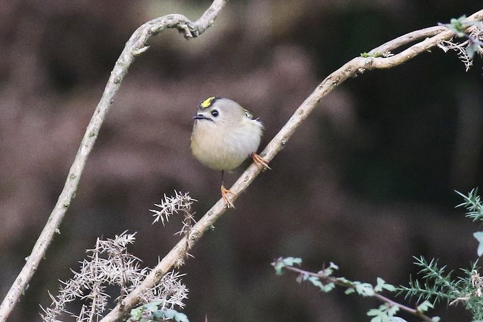 Goldcrest