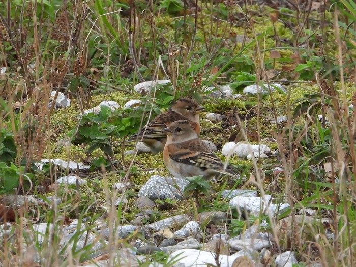 Brambling
