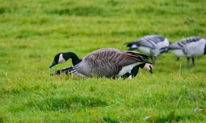 Todd's Canada Goose